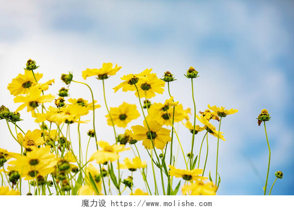 蓝色天空春天公园花卉背景图片